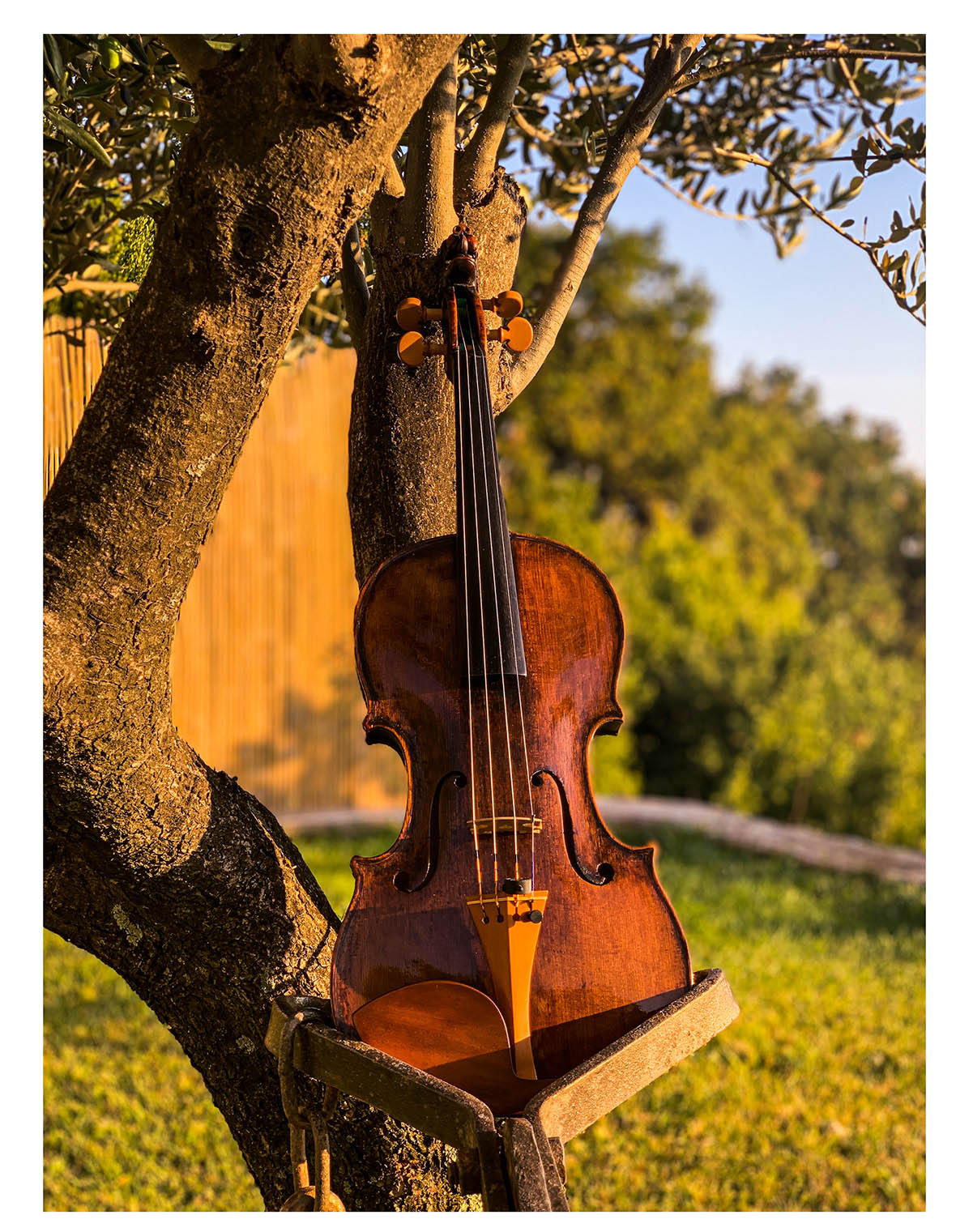 Tailpiece Violin Boxwood, English Model,  ZA-5294-115