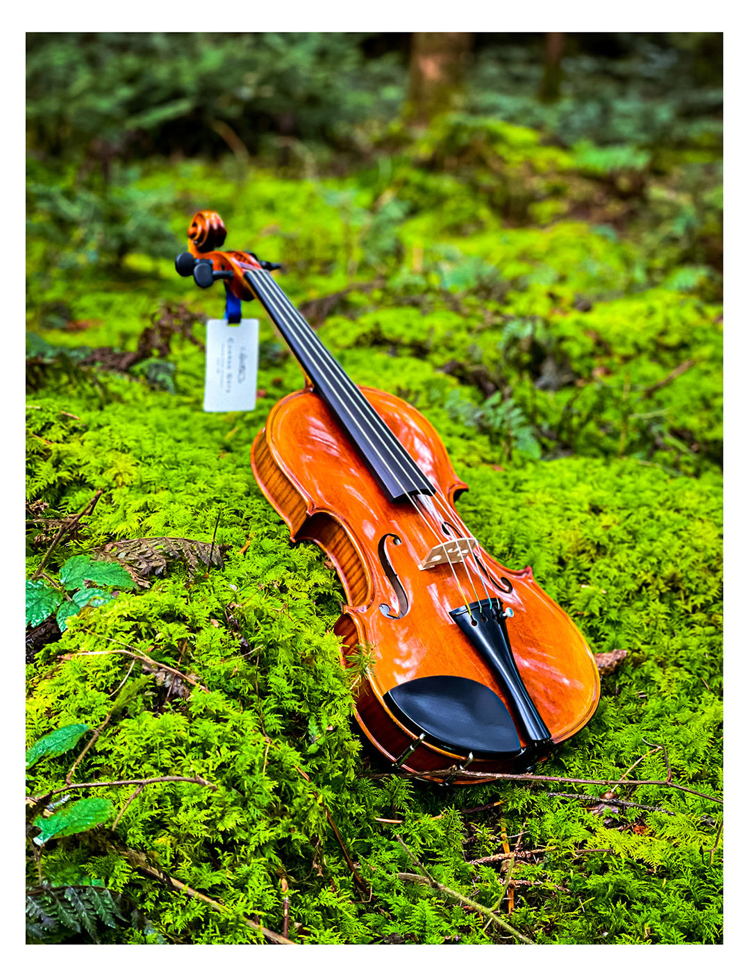 Select Core Howard - EMILIANI 2000 CS violin) comtemporary ヴァイオリン(a Violin Violins Vermont — 弦楽器