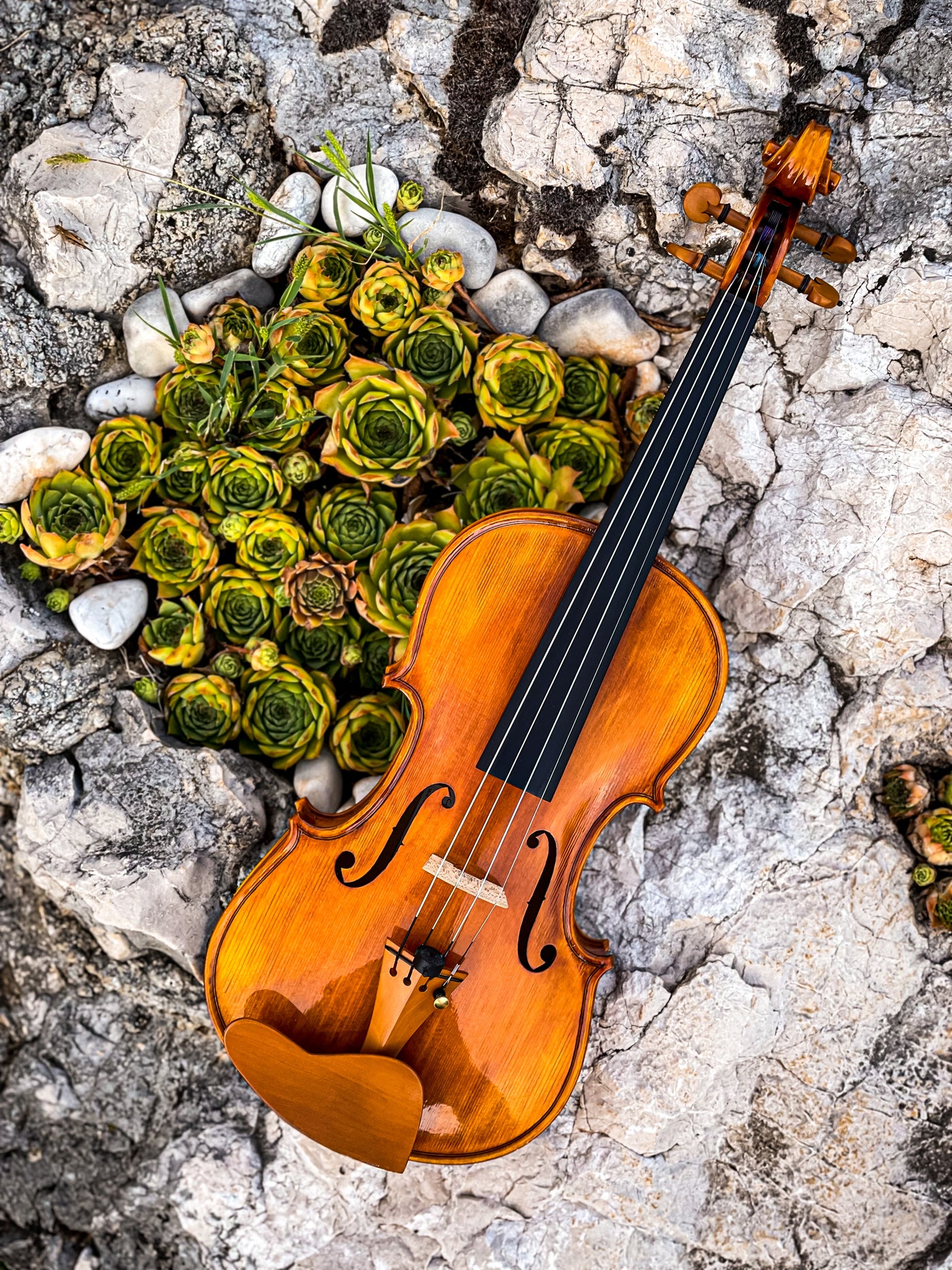 CANTONATE Violine #140 CA