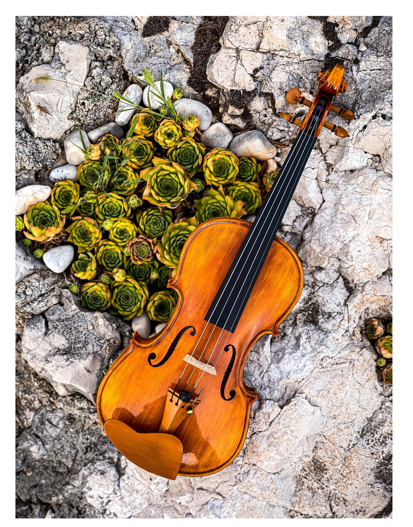 CANTONATE Violin #125F CA