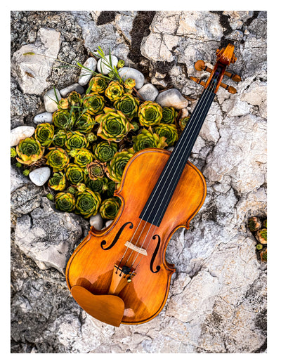 CANTONATE Violin #125F CA
