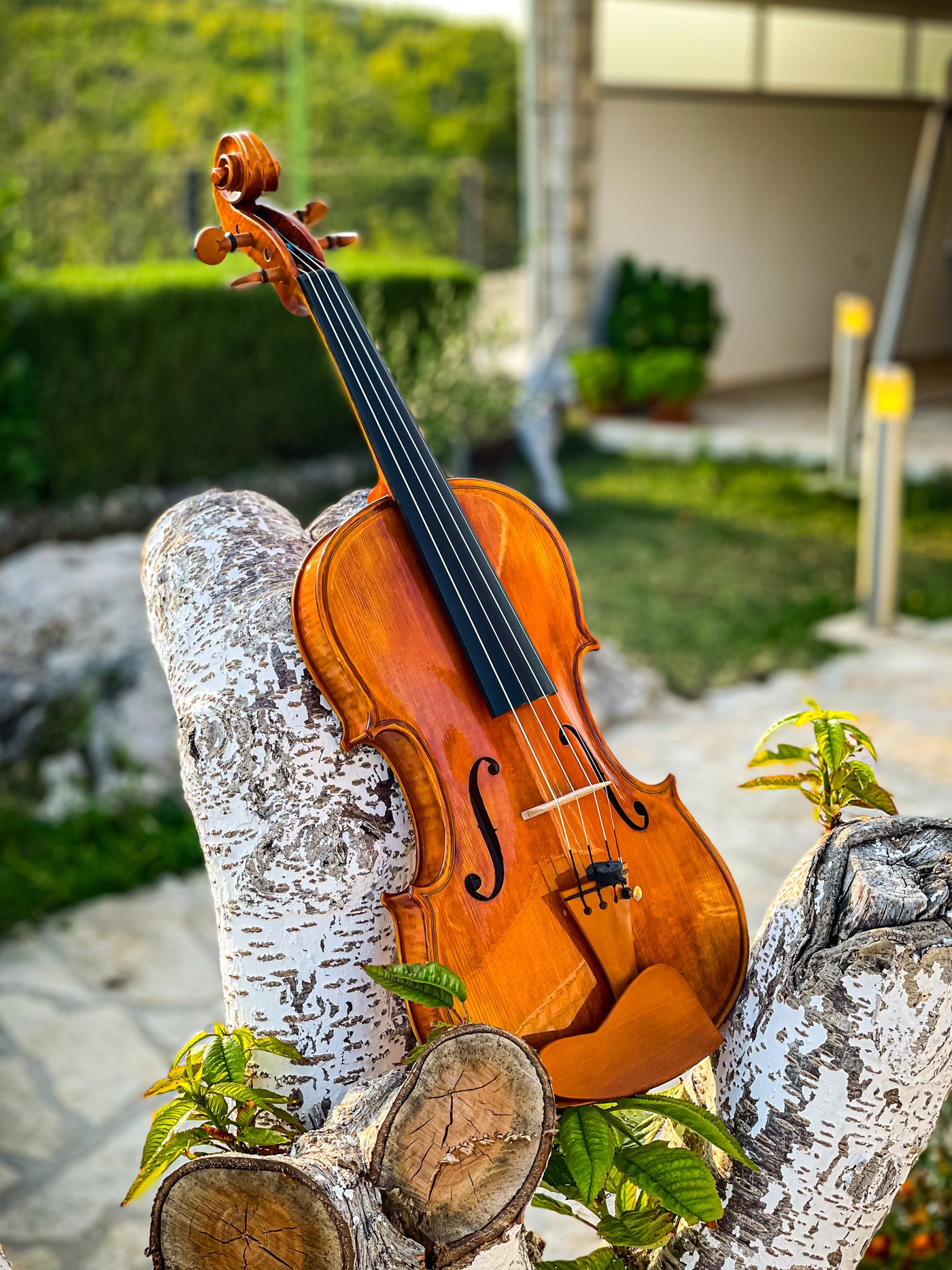 CANTONATE Violine #140 CA