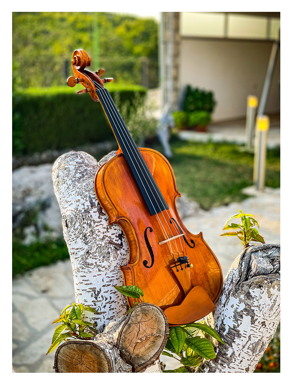 CANTONATE Violin #125F CA
