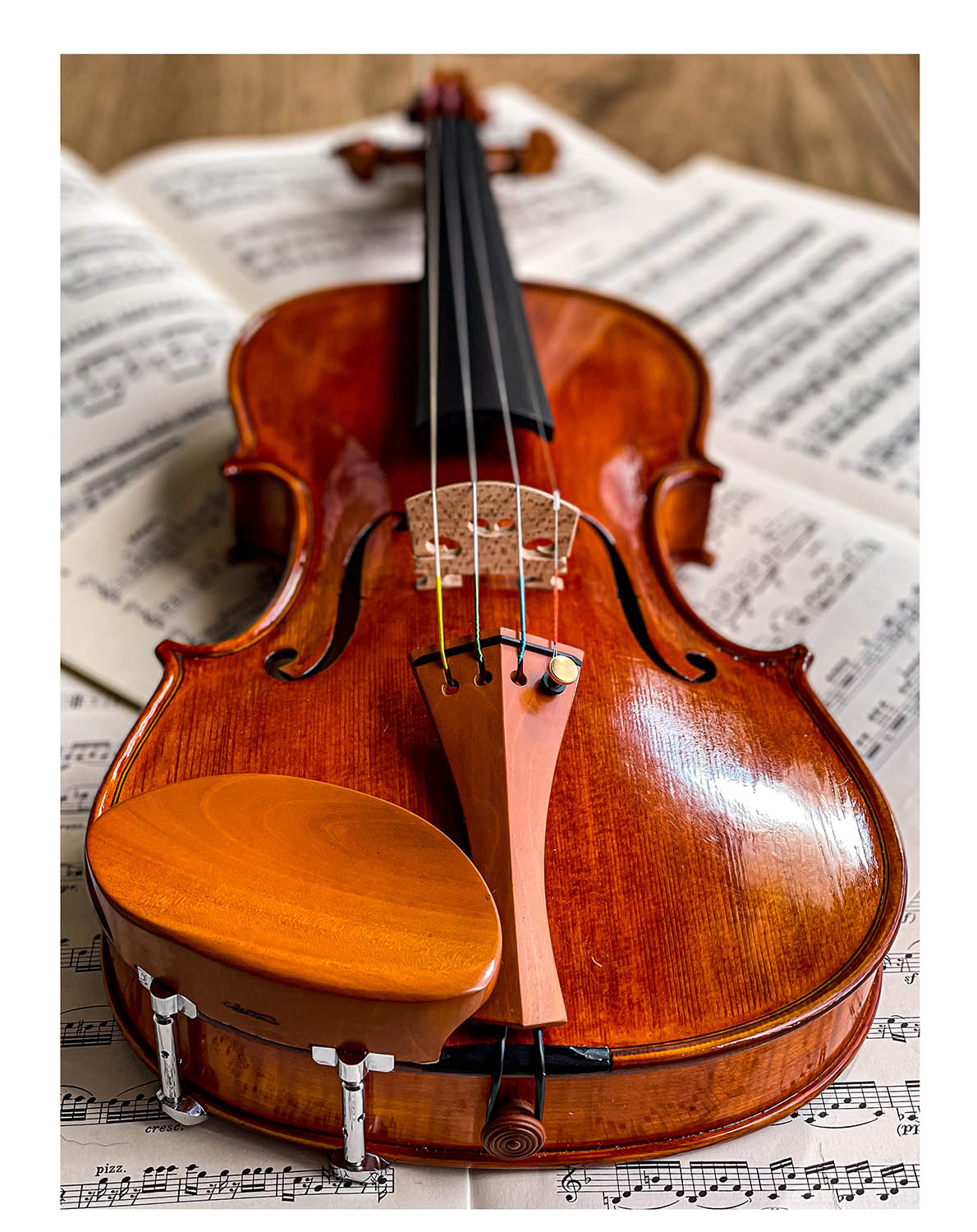 Gordon Chinrest Violin 4/4 in Boxwood, ZK-1572