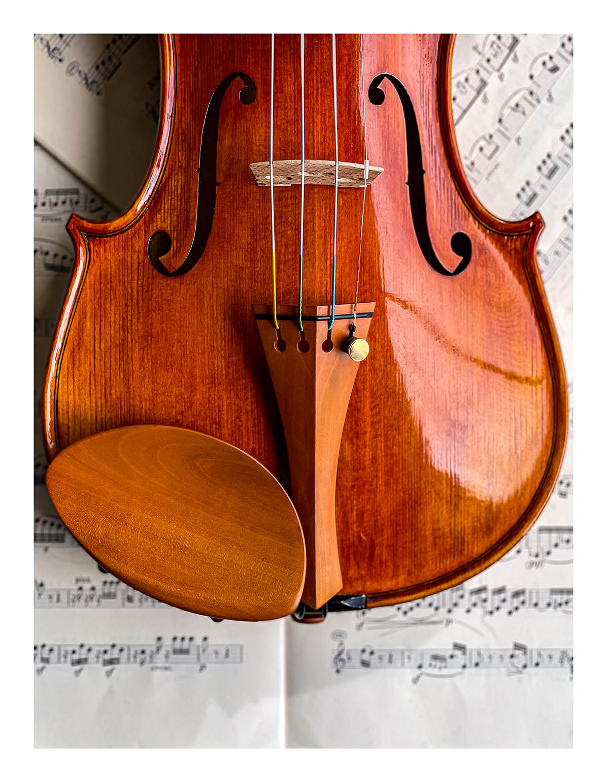 Gordon Chinrest Violin 4/4 in Boxwood, ZK-1572