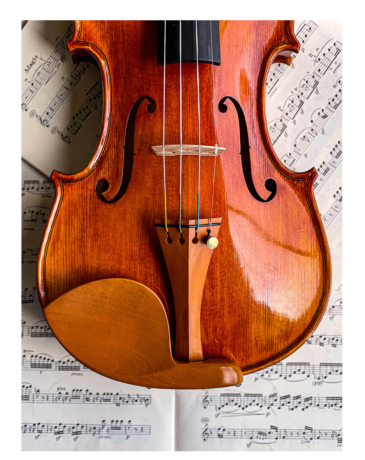 Guarneri Kinnhalter Violine Buchsbaum, ZK-1597